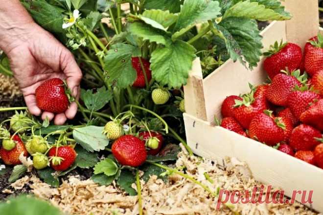 УДОБРЕНИЯ ДЛЯ КЛУБНИКИ