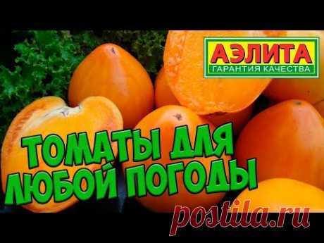 Семена томатов 🍅 Томаты которые вырастут в любую погоду 🍅 Агрофирма АЭЛИТА