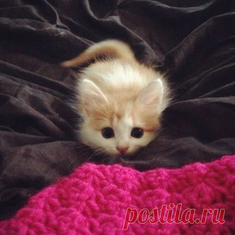 Милашка )