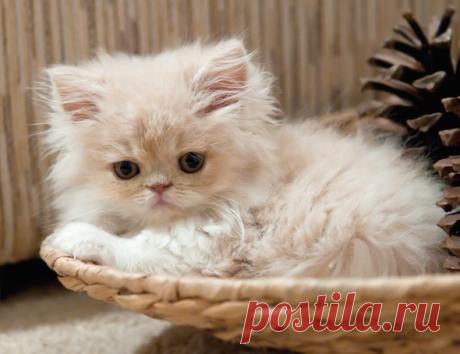 A Persian cutie! | Cats |