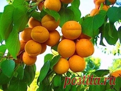 ЕСЛИ ТЫ ПОСАДИЛ АБРИКОС НА СВОЁМ САДОВОМ УЧАСТКЕ, ТО ДОЛЖЕН ПОМНИТЬ!