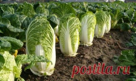 Шокирующая правда о пекинской капусте! :: Москва :: NEWSEUM