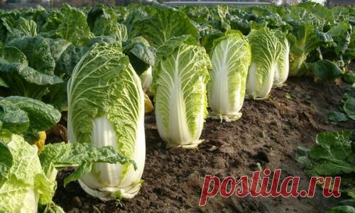 Шокирующая правда о пекинской капусте! :: Москва :: NEWSEUM