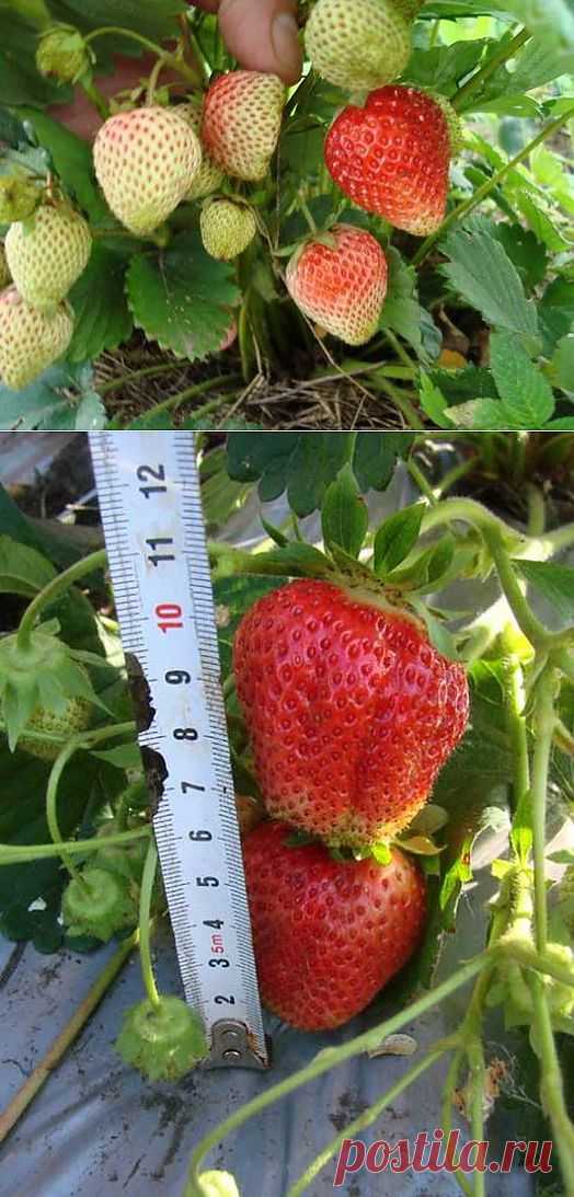 Делимся идеями по выращиванию клубники-земляники....