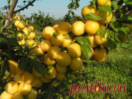 Чтобы слива давала хороший урожай — 6 соток