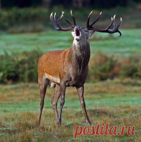 Осенний клич – олений гон