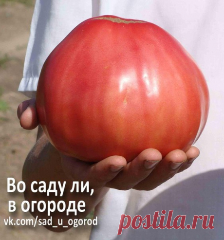 Какие самые урожайные сорта помидор лучше сажать в теплице?

Для того чтобы собрать отличный урожай томатов, недостаточно подготовить оптимальные условия для их выращивания. Не менее важным условием является тщательный подбор посадочного материала. Так, одни сорта лучше зреют в открытом грунте, другие – в теплице. Между собой они также подразделяются по степени урожайности, размеру плодов и т. д.

Прежде чем купить материал для посадки, следует определиться, для чего будет...