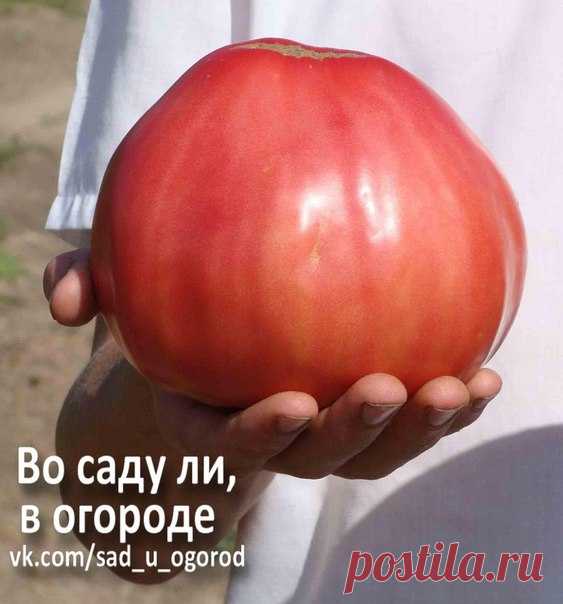 Какие самые урожайные сорта помидор лучше сажать в теплице?

Для того чтобы собрать отличный урожай томатов, недостаточно подготовить оптимальные условия для их выращивания. Не менее важным условием является тщательный подбор посадочного материала. Так, одни сорта лучше зреют в открытом грунте, другие – в теплице. Между собой они также подразделяются по степени урожайности, размеру плодов и т. д.

Прежде чем купить материал для посадки, следует определиться, для чего будет...