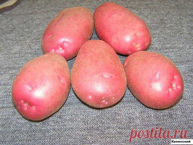 Картофель Каменский - Раннеспелые сорта картофеля - Картофель - Саженцы почтой, семена почтой от НПО Сады России (Сад и огород). Продажа плодовых саженцев. Интернет-магазин саженцев. - Научно-производственное объединение «Сады России»