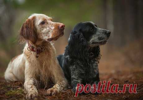 Слушают старшего....