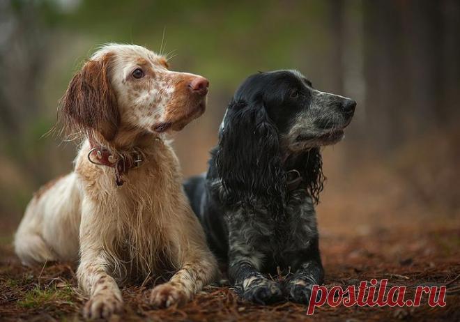 Слушают старшего....