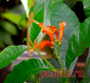 Комнатное растение Геснерия (Gesneria). Род тропических растений назван в честь швейцарского натуралиста XVI в. Конрада Геснера, занимавшегося каталогизацией известных в то время животных. Геснерии принадлежат к одноименному семейству растений. Их родина - территория Центральной и Южной Америки, Антильские острова. Цветки одиночные или парные, расположены на тонких цветоносах, выходящих из пазух листьев.