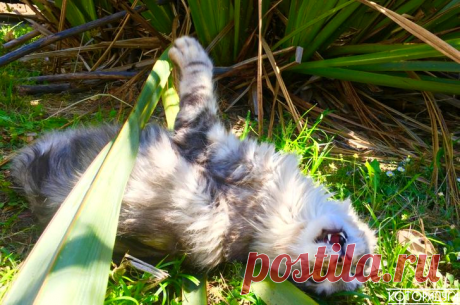 "Человек, со мной шутки плохи. Запомни это: я суров и хладнокровен!" Смешные котики | Которадуга | Яндекс Дзен