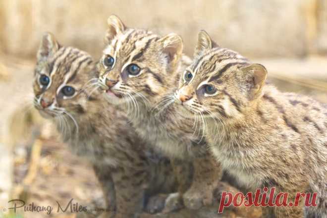 Редкие кошки и еще более редкие котята | Разговор 2 ПН