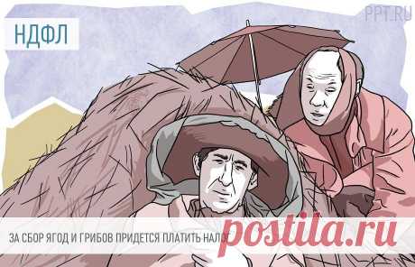 2023-Предлагают ввести НДФЛ в отношении сборщиков ягод, грибов и трав НАЛОГ нужно будет уплачивать, если годовой доход сборщика от продажи собранных заготовок превысит 2,4 млн рублей.