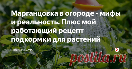 Марганцовка в огороде - мифы и реальность. Плюс мой работающий рецепт подкормки для растений Сегодня мы поговорим с вами об использовании марганцовки и вообще об марганце в садоводстве и огородничестве.
Пусть меня простят те кто очень любят это вещество рекомендовать, и блогеры и просто садоводы-любители, рекомендовать для использования в саду. Ну марганцовка вам всем хорошо знакомо - это такие яркие темные кристаллы, которые дают раствор черно-сиреневого цвета, сиреневый при разведении в