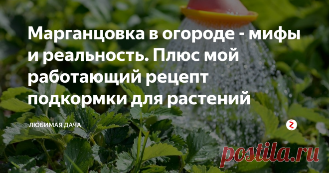 Марганцовка в огороде - мифы и реальность. Плюс мой работающий рецепт подкормки для растений Сегодня мы поговорим с вами об использовании марганцовки и вообще об марганце в садоводстве и огородничестве.
Пусть меня простят те кто очень любят это вещество рекомендовать, и блогеры и просто садоводы-любители, рекомендовать для использования в саду. Ну марганцовка вам всем хорошо знакомо - это такие яркие темные кристаллы, которые дают раствор черно-сиреневого цвета, сиреневый при разведении в
