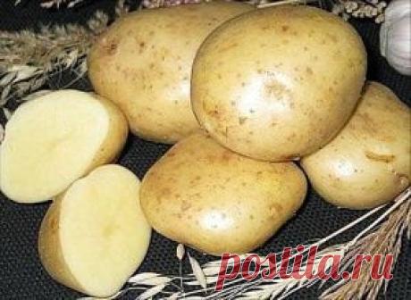 ЛЕЧЕНИЕ КАРТОФЕЛЕМ | Вкусные рецепты с фото