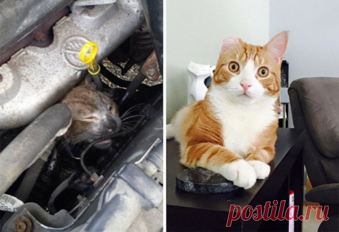 Подборка фотографий спасенных кошек