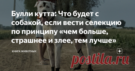 Булли кутта: Что будет с собакой, если вести селекцию по принципу «чем больше, страшнее и злее, тем лучше» Вы когда-нибудь видели 70 кило собачьей ярости? Нет? Тогда смотрите: в правом углу ринга боец средней весовой категории — булли кутта, он же пакистанский мастиф. В левом углу... да кто вообще рискнёт сразиться с этим чёртом?! Конечно, другой такой же монстр. Ну или тот, кто намеренно лезет за забор с надписью «осторожно, злая собака». В таком случае можно только посоч...