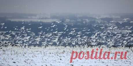 Начало миграции белых гусей напоминает метель. Описать это зрелище невозможно – это нужно видеть и слышать!