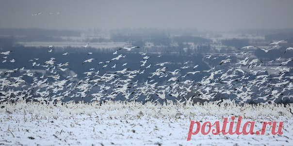 Начало миграции белых гусей напоминает метель. Описать это зрелище невозможно – это нужно видеть и слышать!