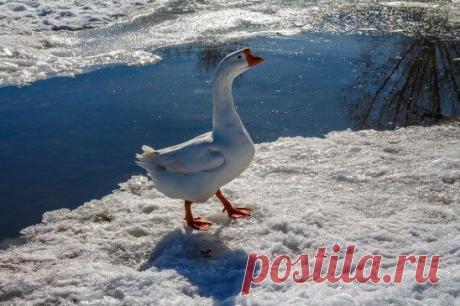 (99) Одноклассники