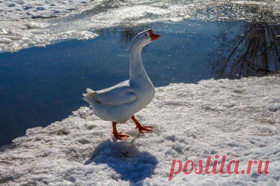 (99) Одноклассники