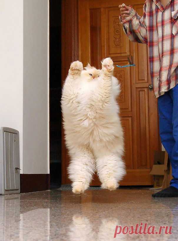 О пушистой кошачьей неотразимости… 22 фотографии — Фотоискусство