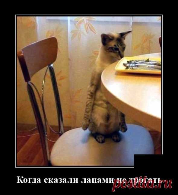 В магазине: - Уважаемая, мне бы коробочку хороших конфет, но так, чтобы не очень дорого. - Вам для девушки? - Мне для доктора. - Отблагодарить или отомстить? - Выпуск №1459 — Вокруг смеха - анекдоты