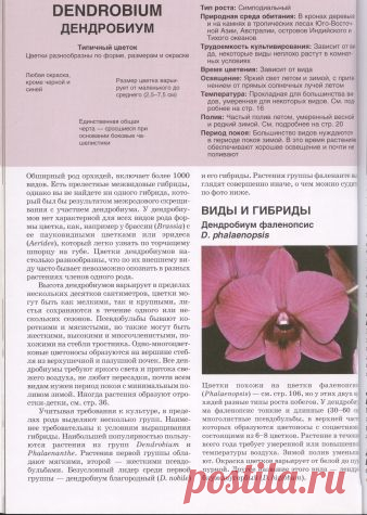 Орхидеи. Виды, гибриды. Описание / Болталка / Сад и огород