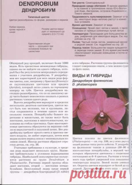 Орхидеи. Виды, гибриды. Описание / Болталка / Сад и огород