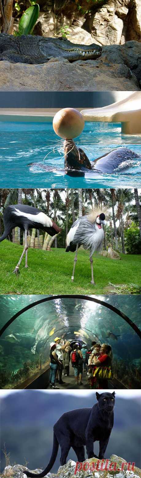 Loro Parque или Парк попугаев! | УДИВИТЕЛЬНОЕ