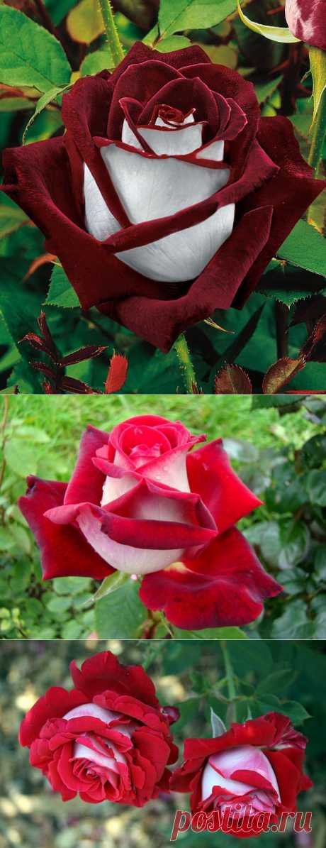 Красота розы сорта Осирия....