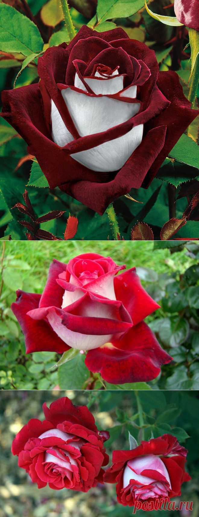 Красота розы сорта Осирия....