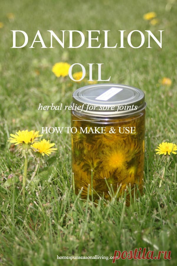 Making and Using Dandelion Oil | Homespun Seasonal Living