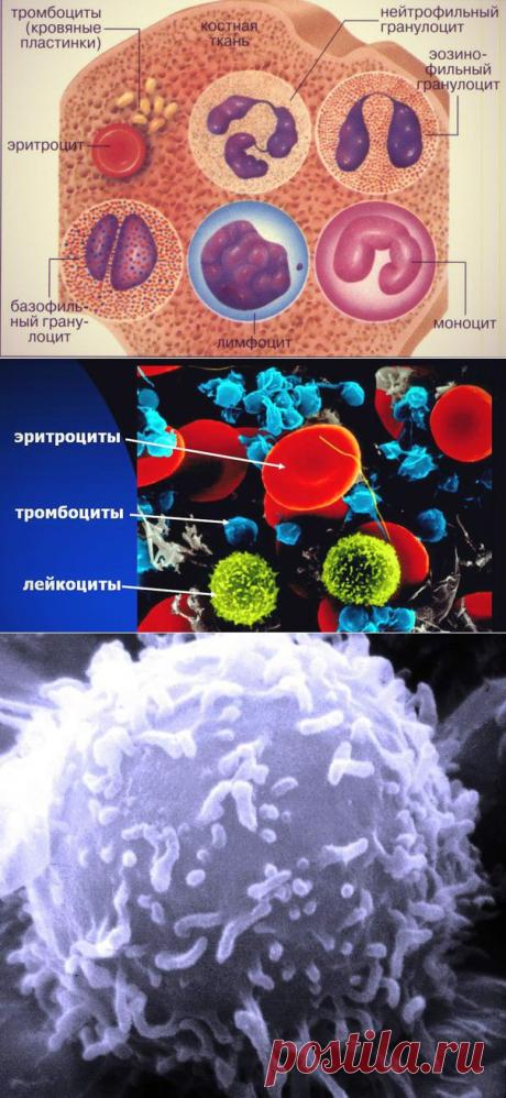 Лейкоциты | Human psychology