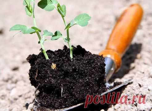 ВАРИАНТЫ ПРИГОТОВЛЕНИЯ ГРУНТА ДЛЯ РАССАДЫ ОГОРОДНЫХ КУЛЬТУР