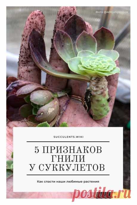 Что делать, если суккулент гниет. Как определить корневую гниль