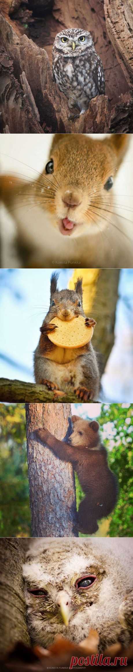 Прекрасные фотографии диких животных от заклинателя белок и не только