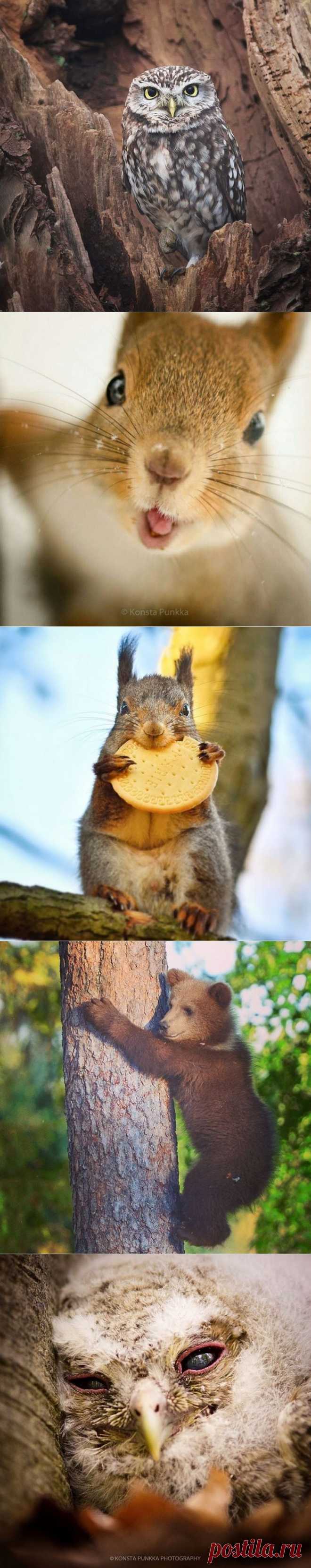 Прекрасные фотографии диких животных от заклинателя белок и не только