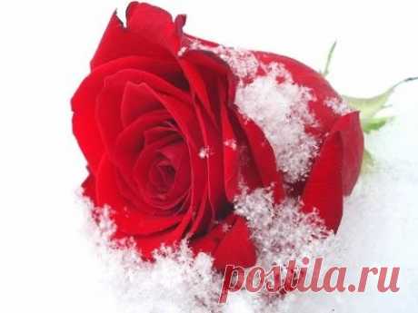 ПОЗДРАВЛЕНИЕ В ТАТЬЯНИН ДЕНЬ - Tatyana's Day