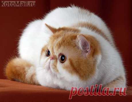 Няшный котик