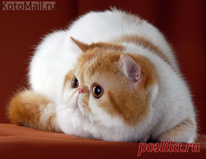 Няшный котик
