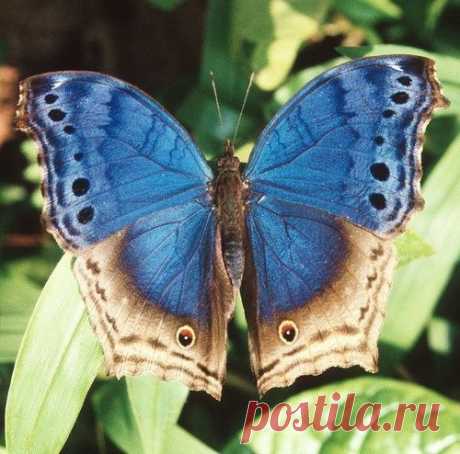 Bwindi Butterfly by Greg Miles, | Butterflies and Dragonflies