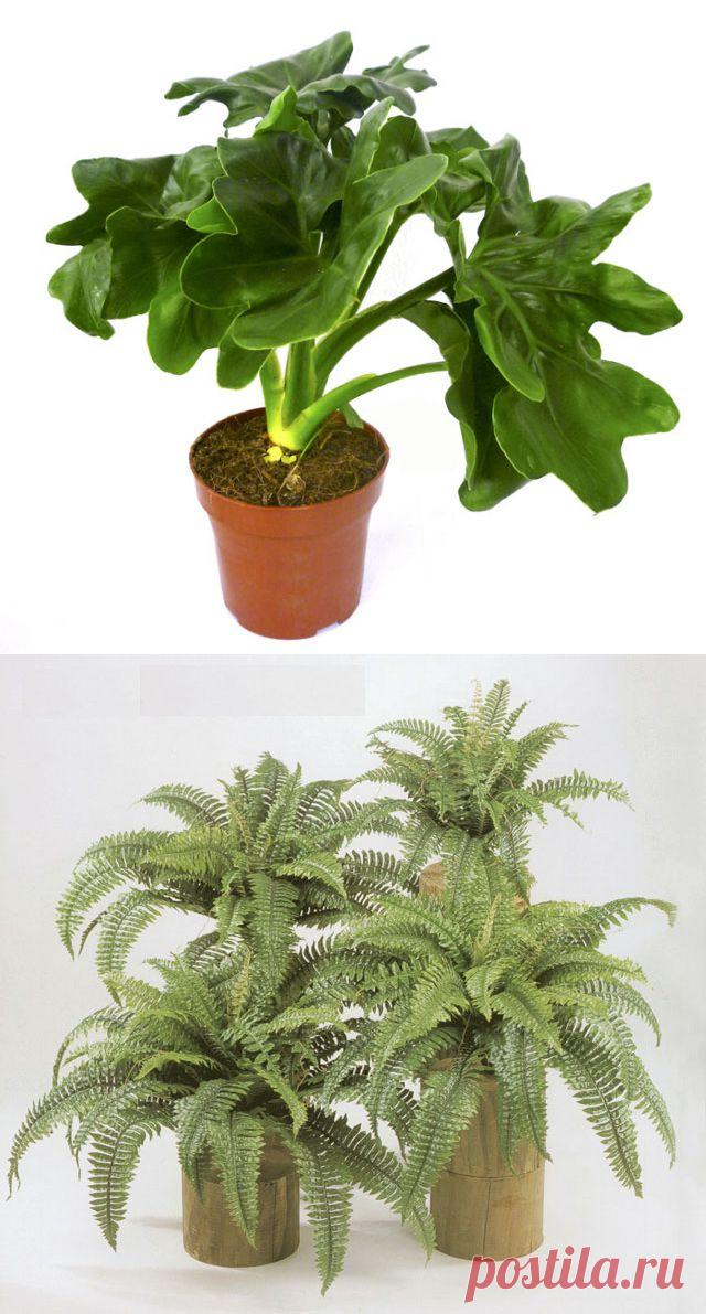 Виды комнатных растений. Фото комнатных растений. | Домоводство для всей семьи