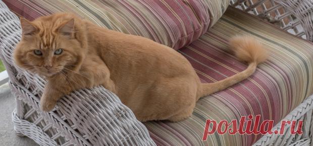 6 быстрых способов очистить мебель и ковры от шерсти домашних животных