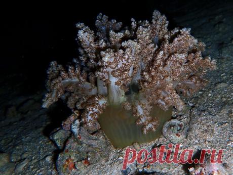 P7227671 Bäumchen-Anemone, Actinodendron arboreum, Prince John Dive Resort ( Lolly, Donggala, Zentral-Sulawesi, Indonesien )