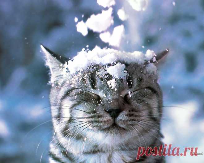 Cat-in-the-Snow-Wallpaper-cats