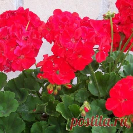 Герань (пеларгония). Особенности ухода